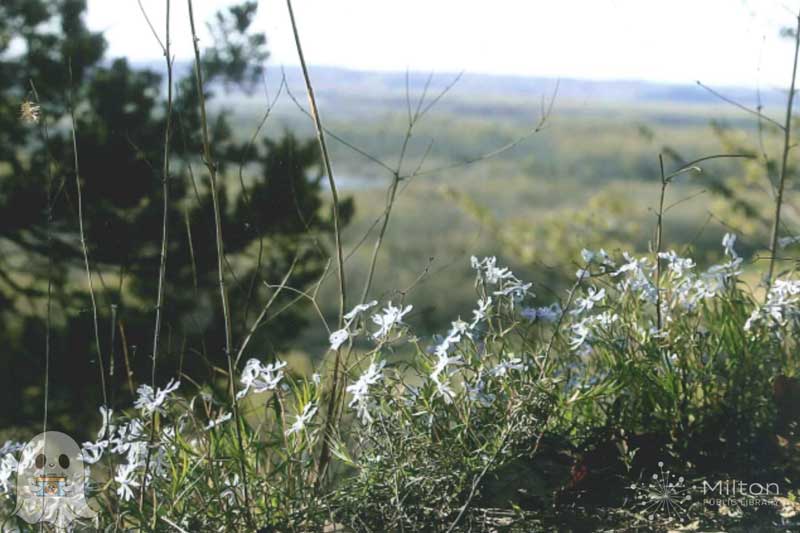 Wild Flowers in a row with hill of grass and a tree in background