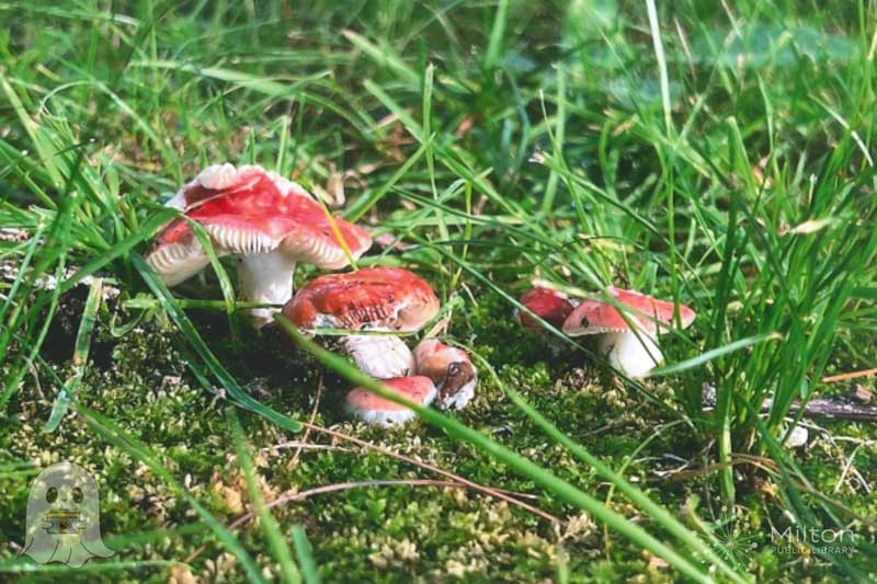 Mushrooms Grouped in Grass