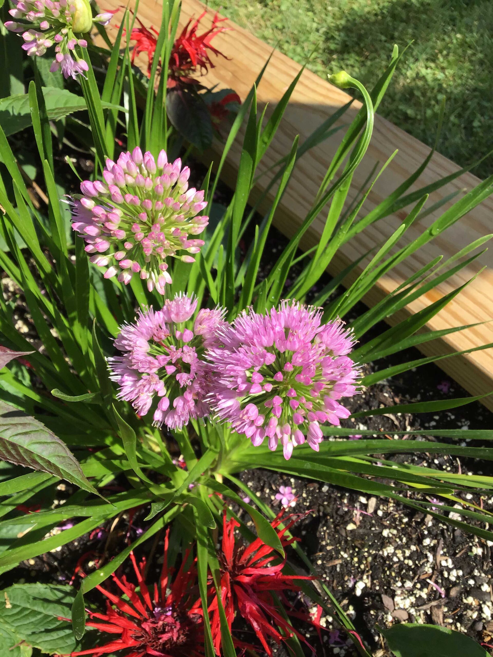 Allium