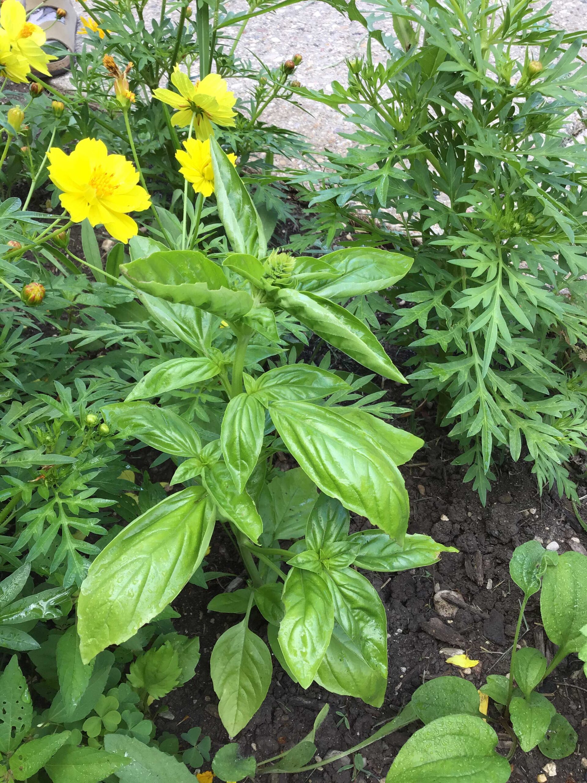 Basil