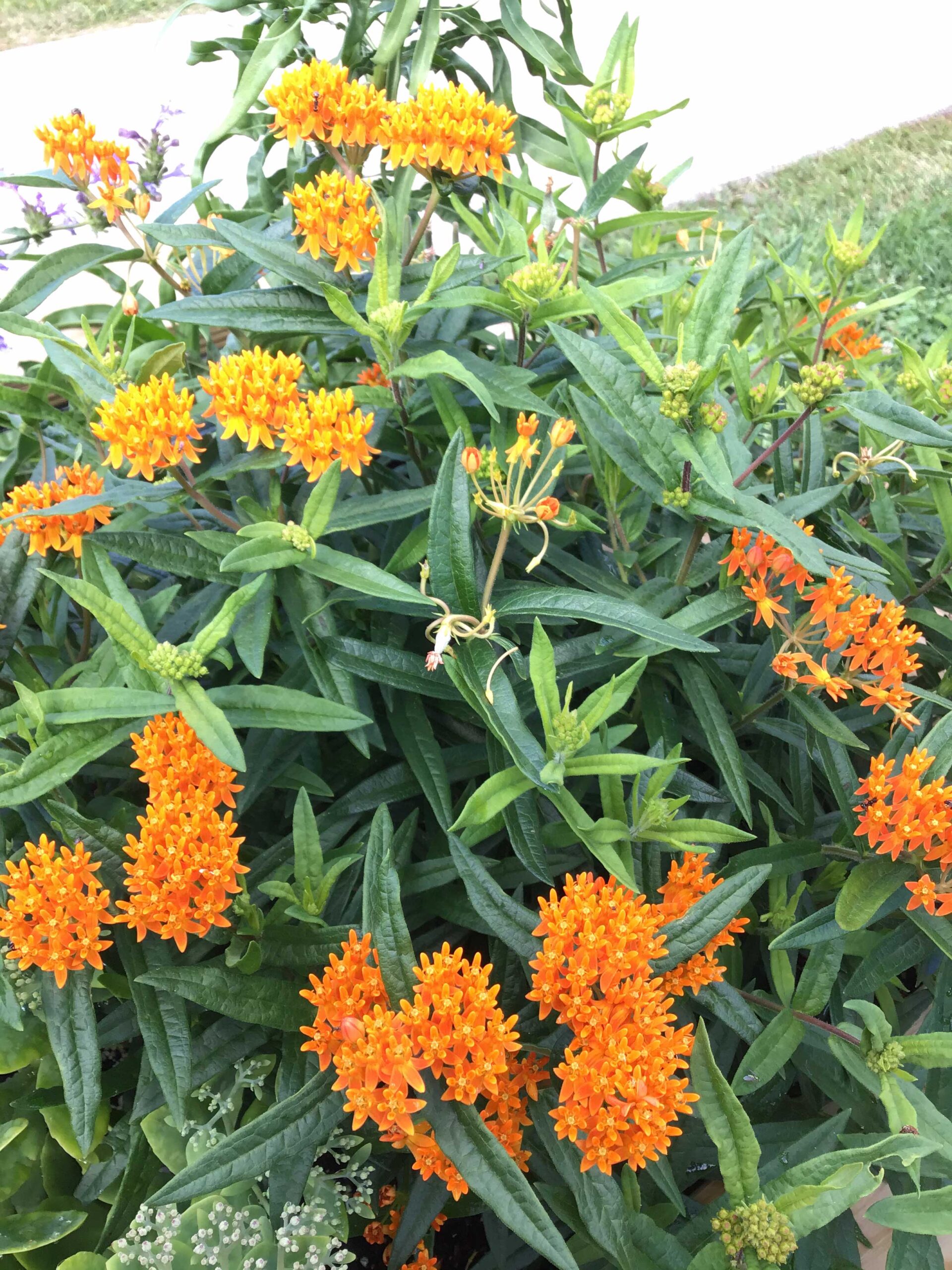Butterfly weed