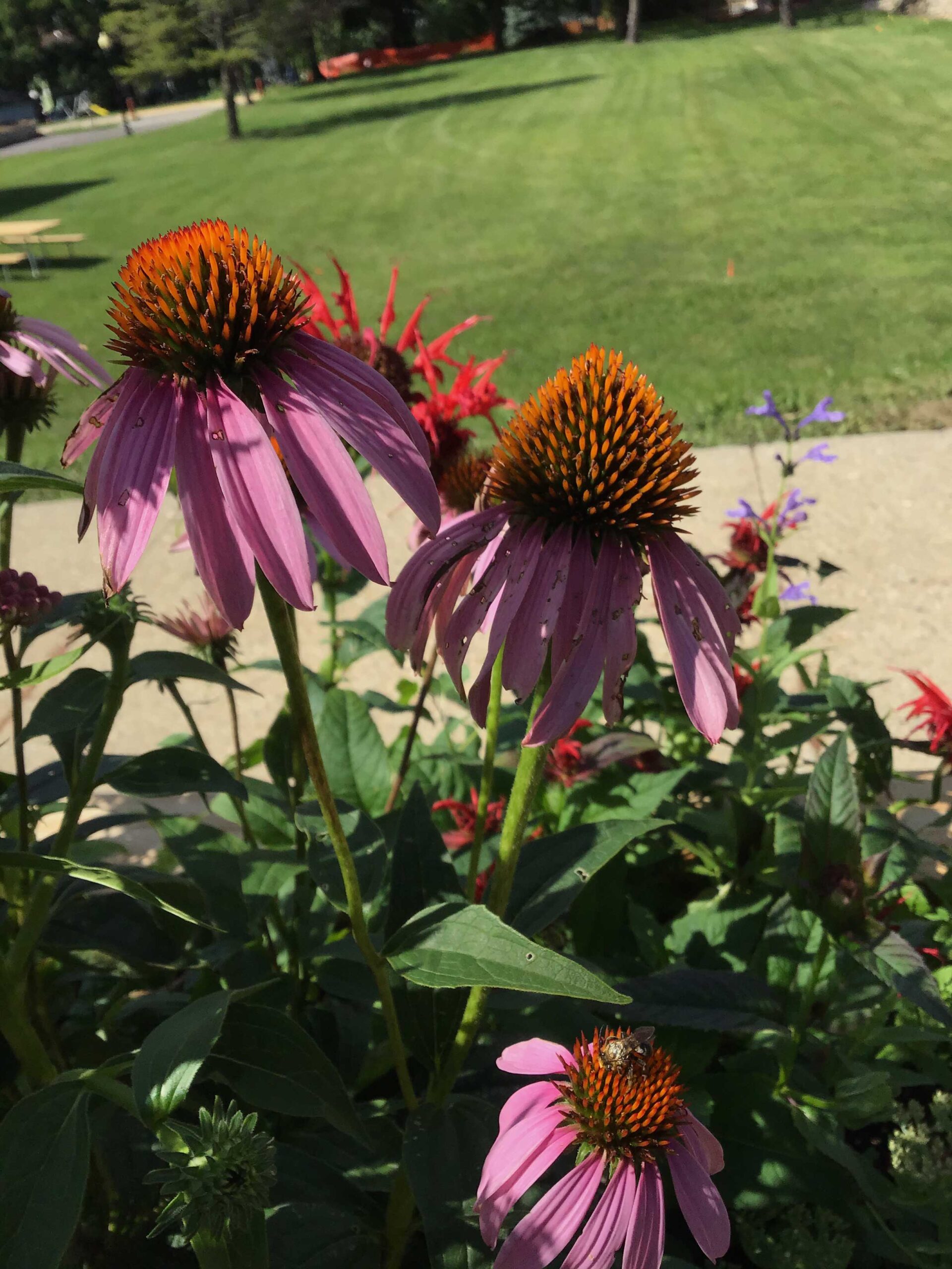 Coneflower