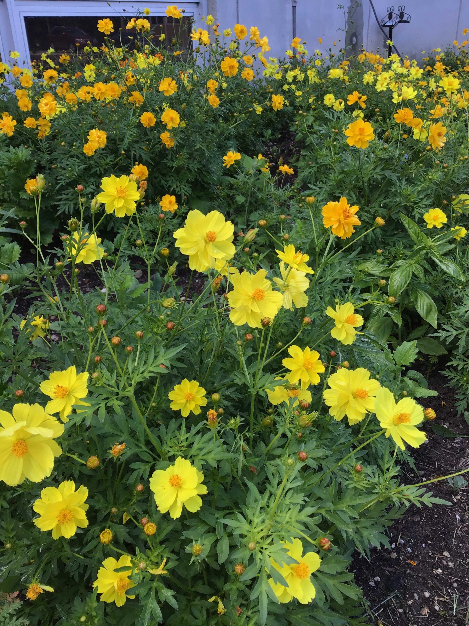 Cosmos Sulphereus
