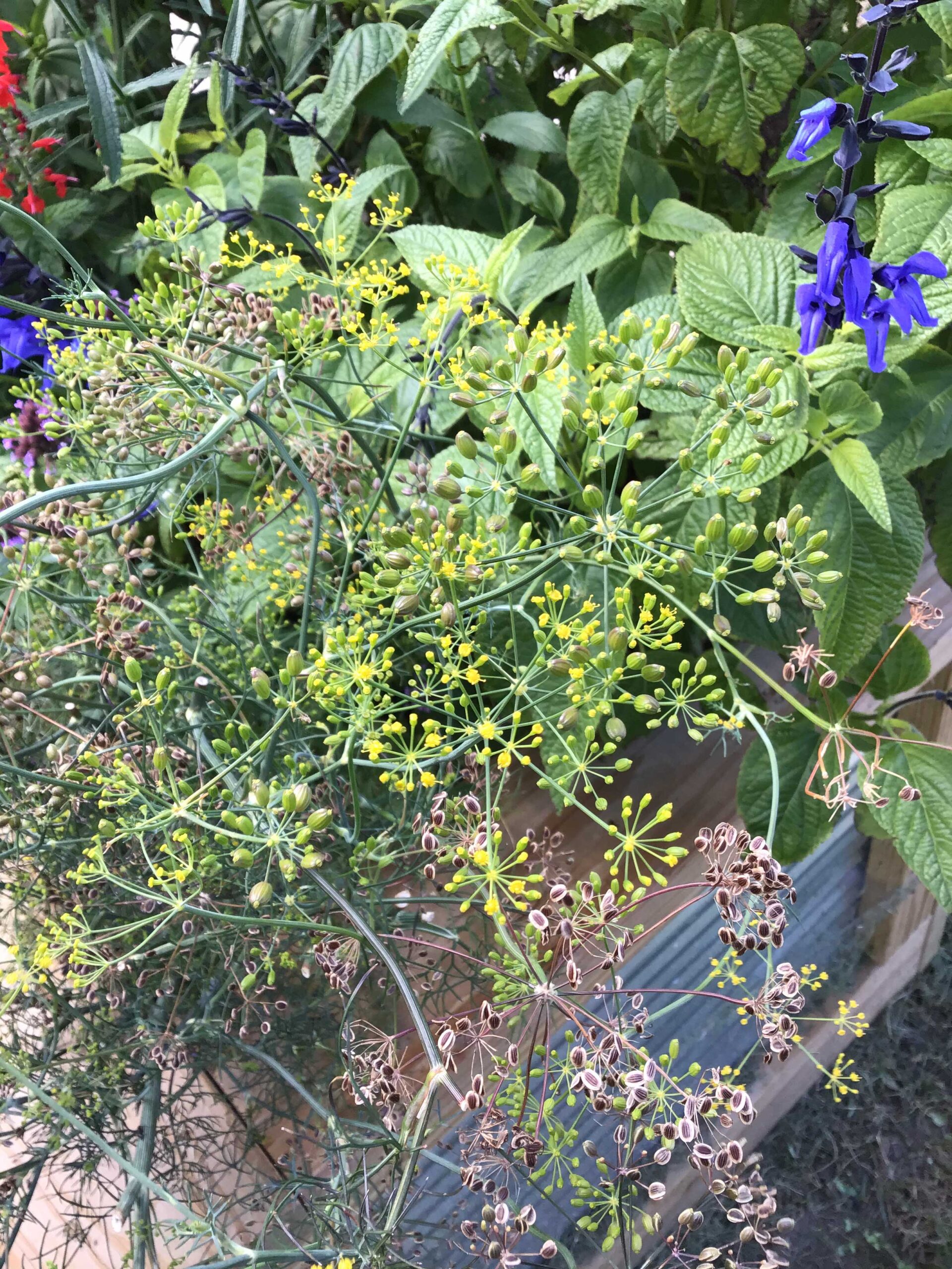 Dill