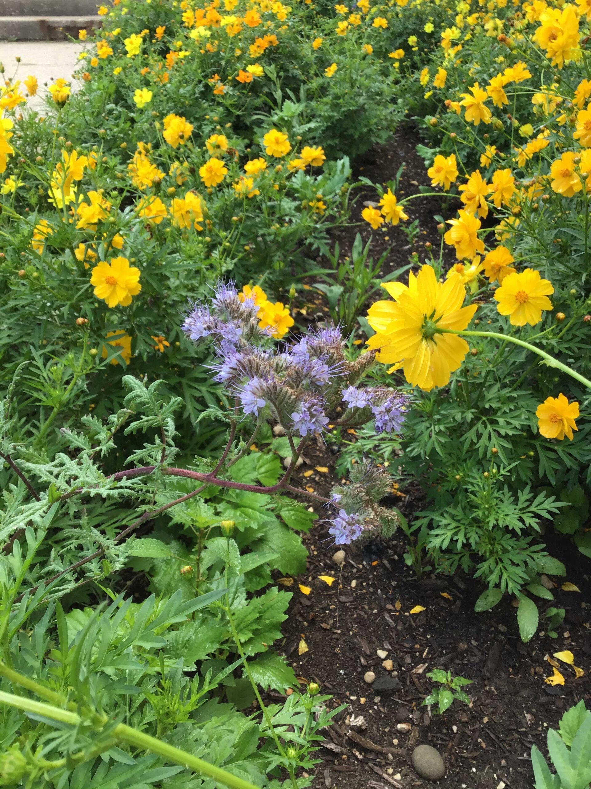 Lacy phacelia