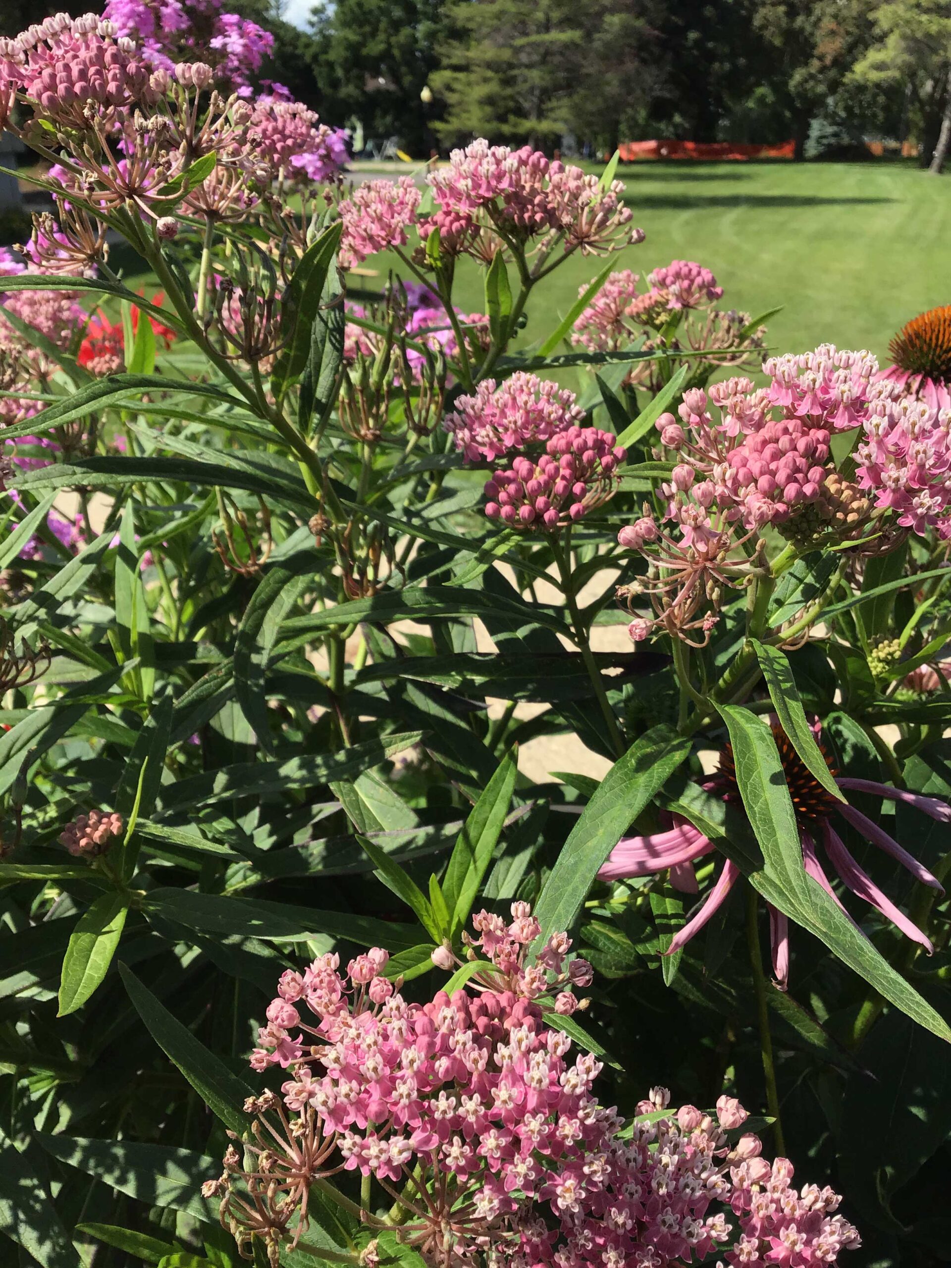 Marsh milkweed