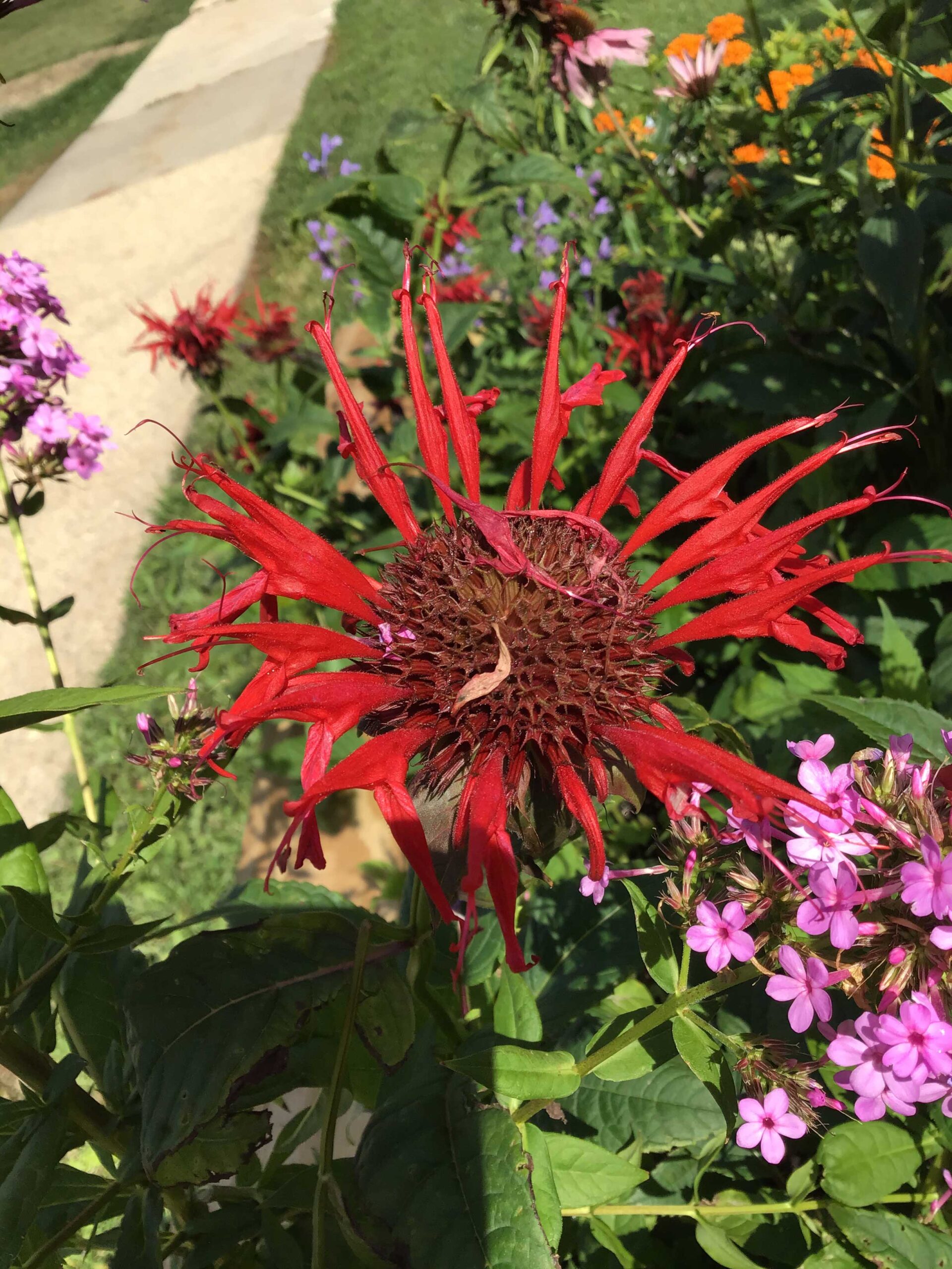 Monarda