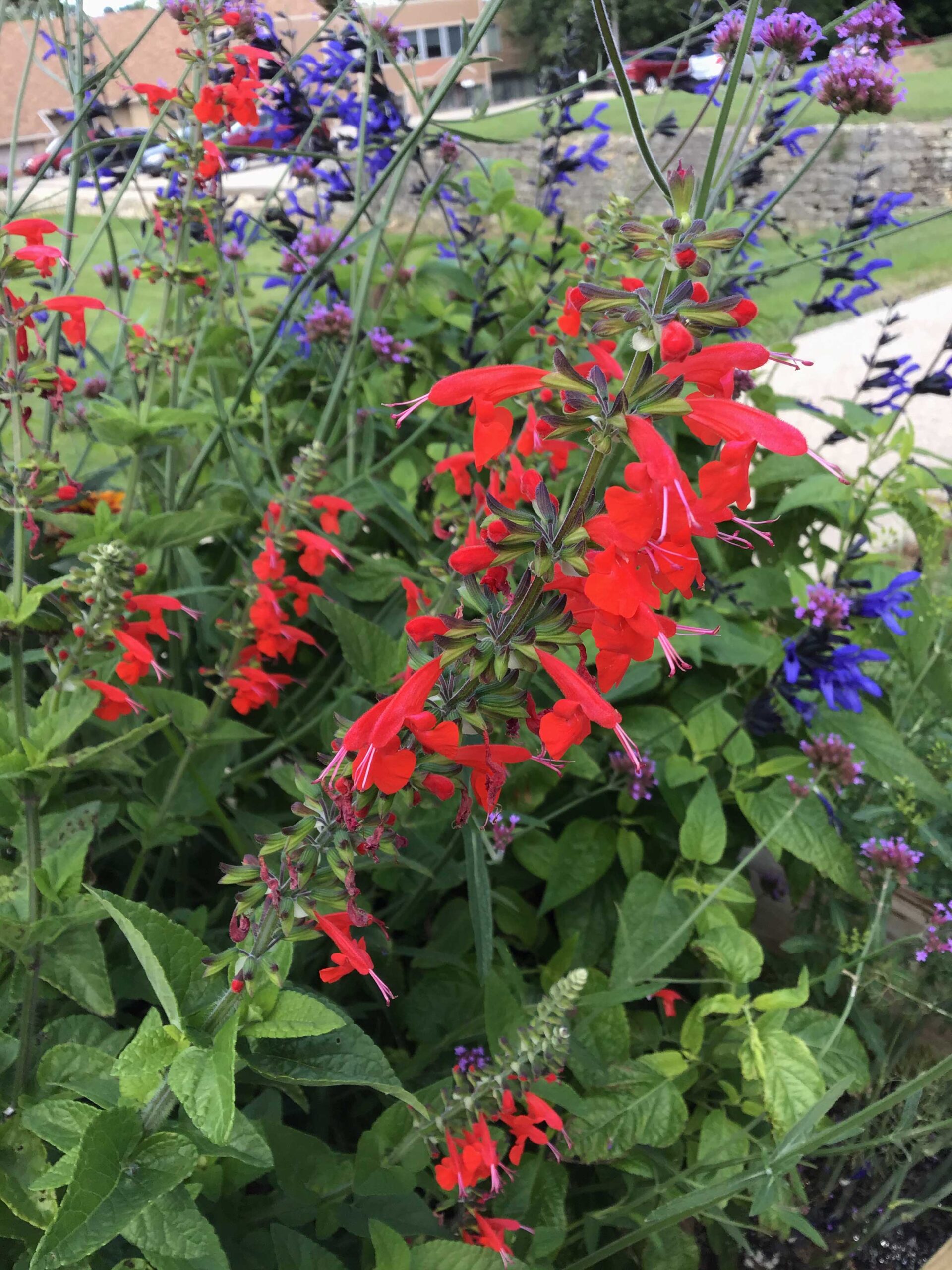 Red salvia