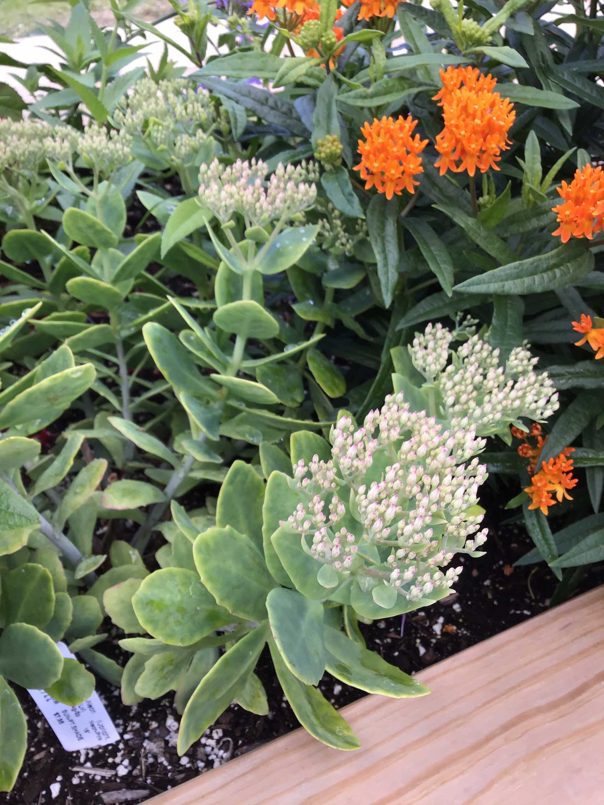 Sedum