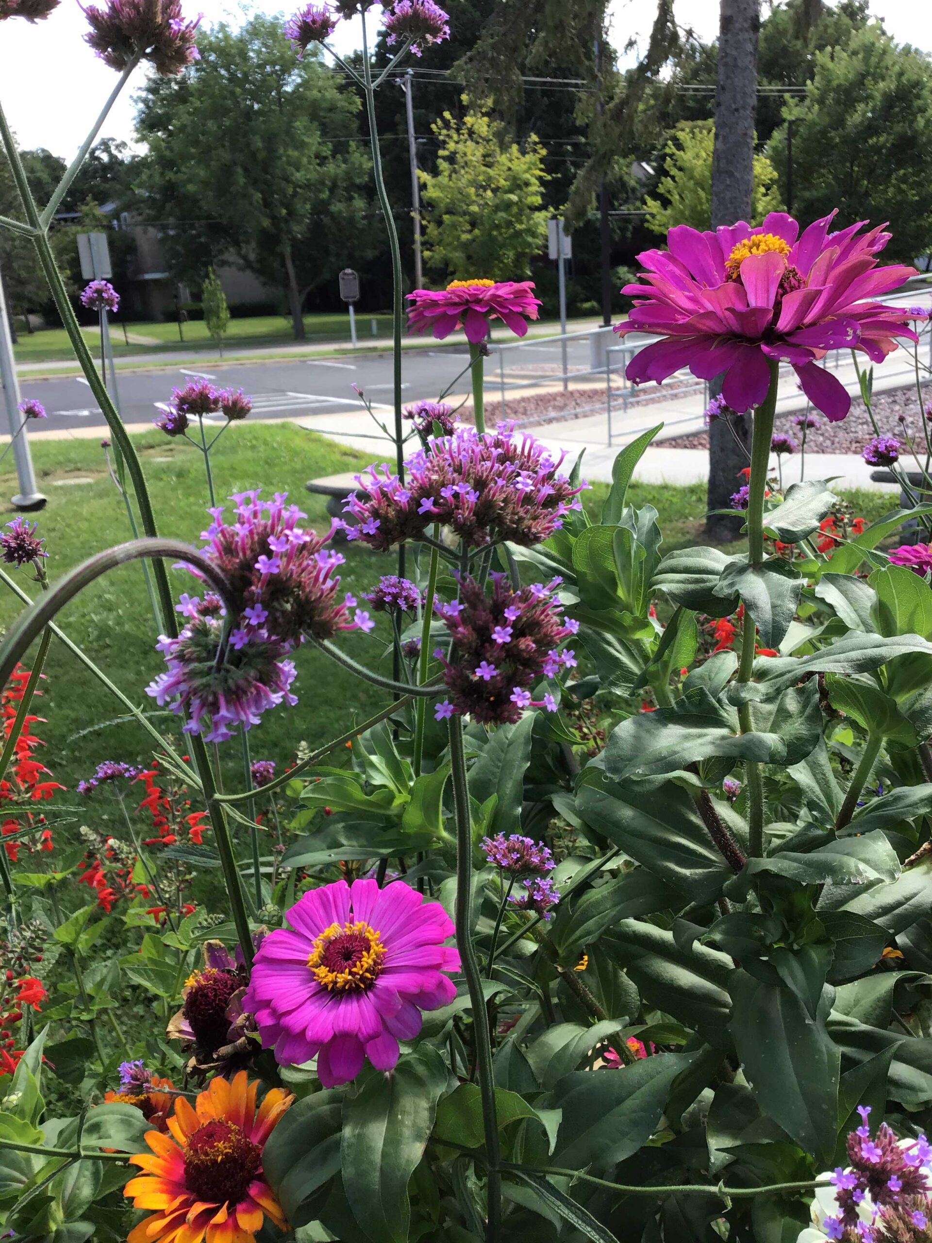 Verbena