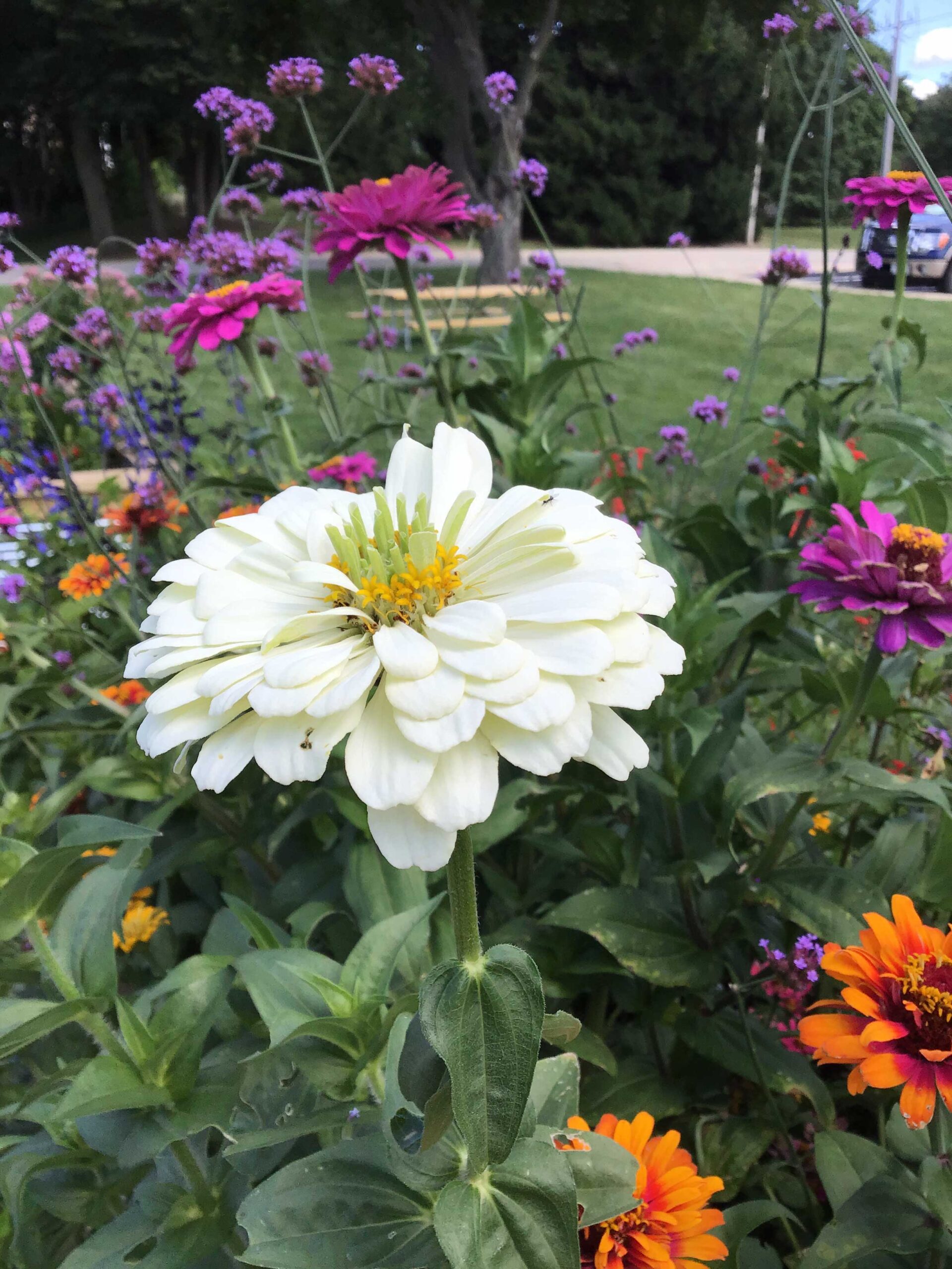 Zinnia