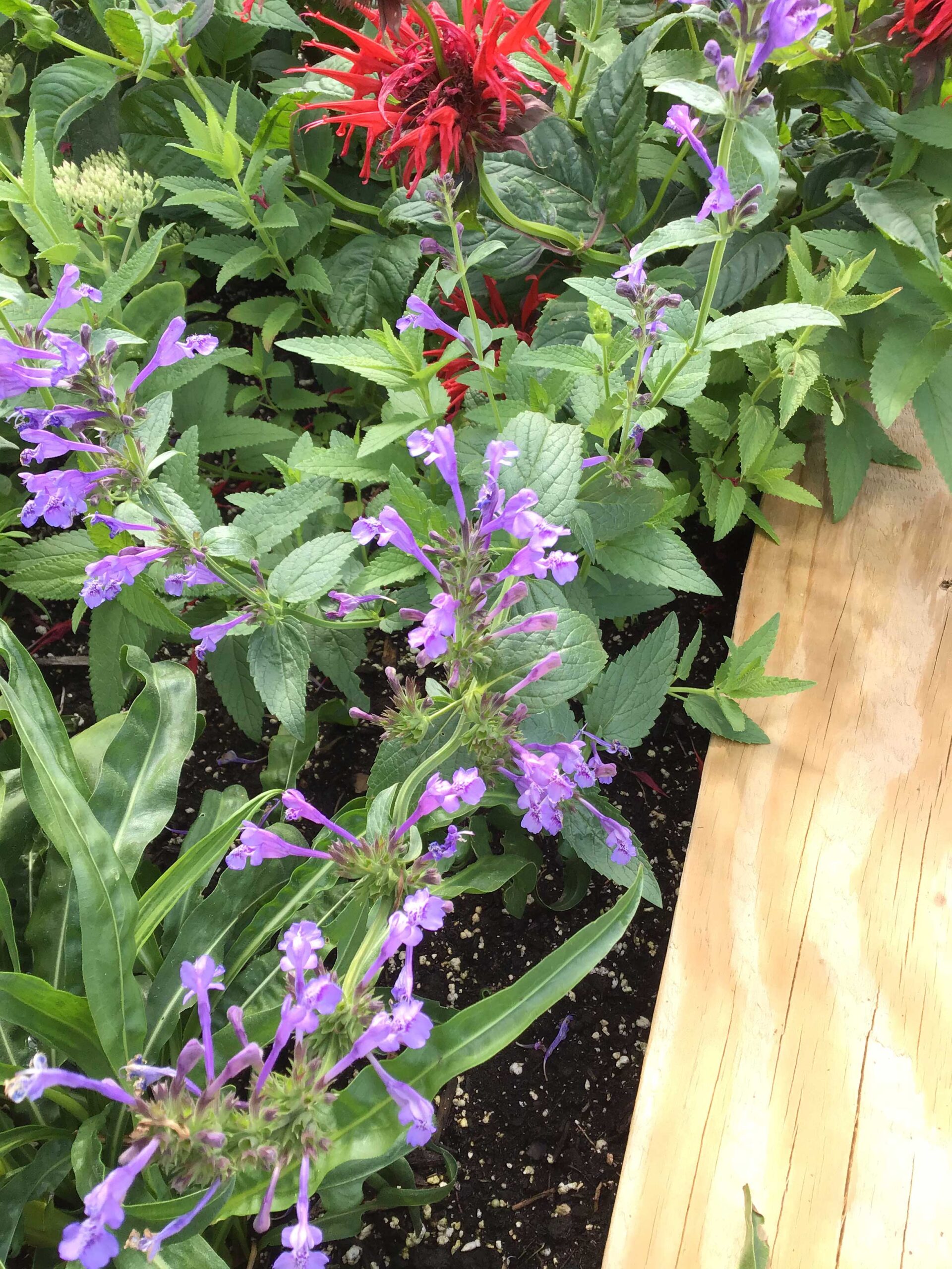 Catmint