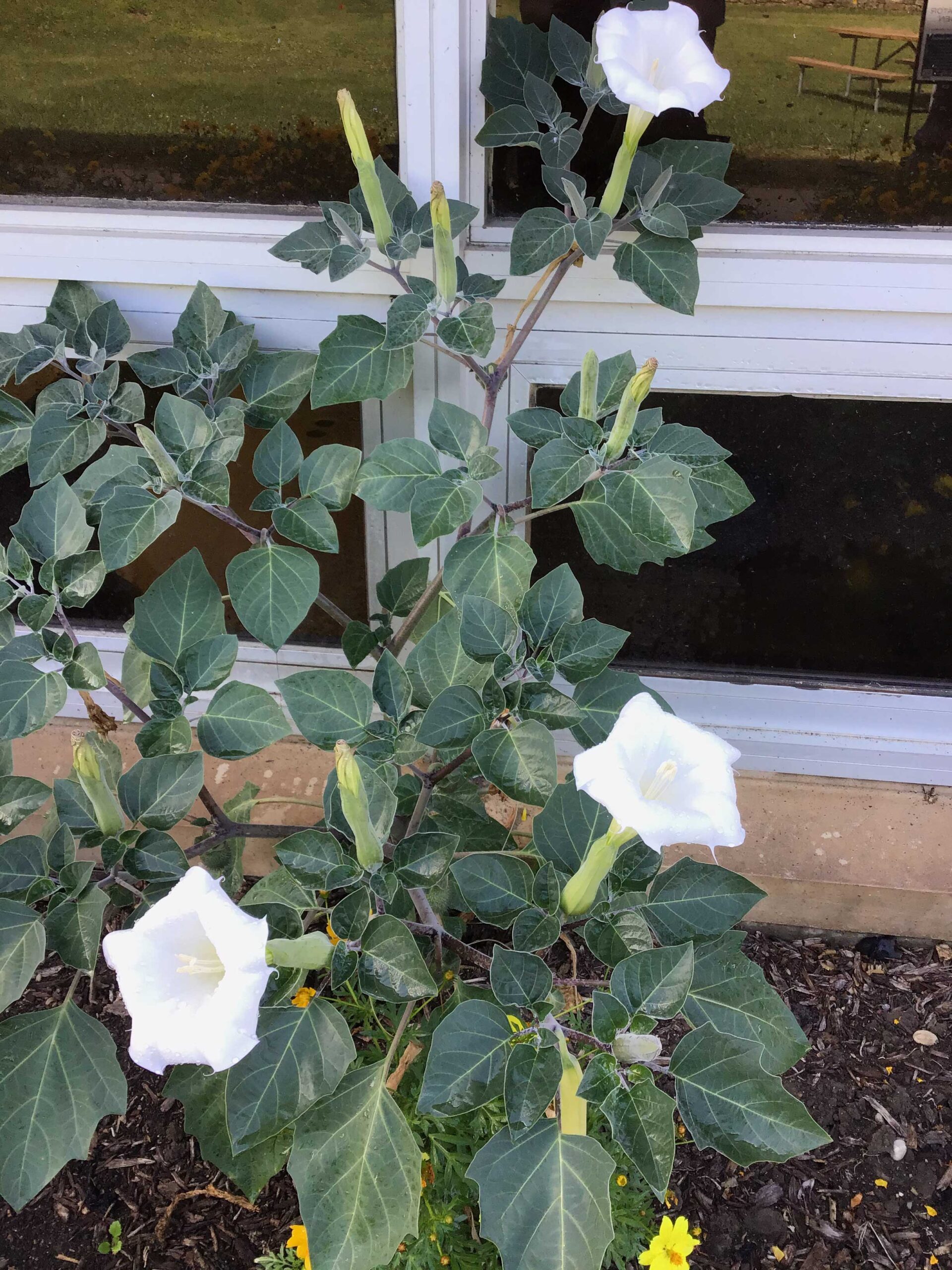 Datura Garden Plant