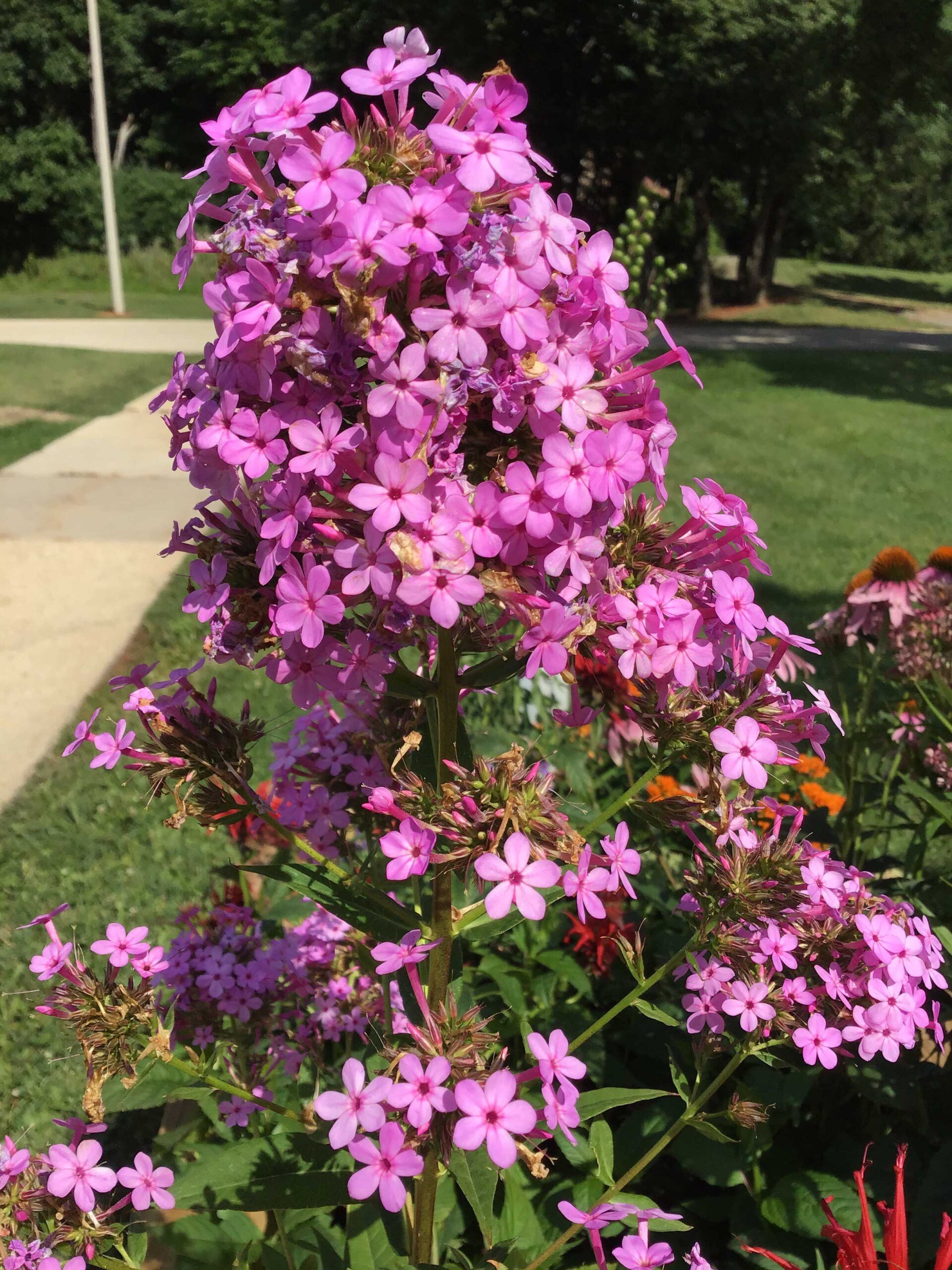 Phlox
