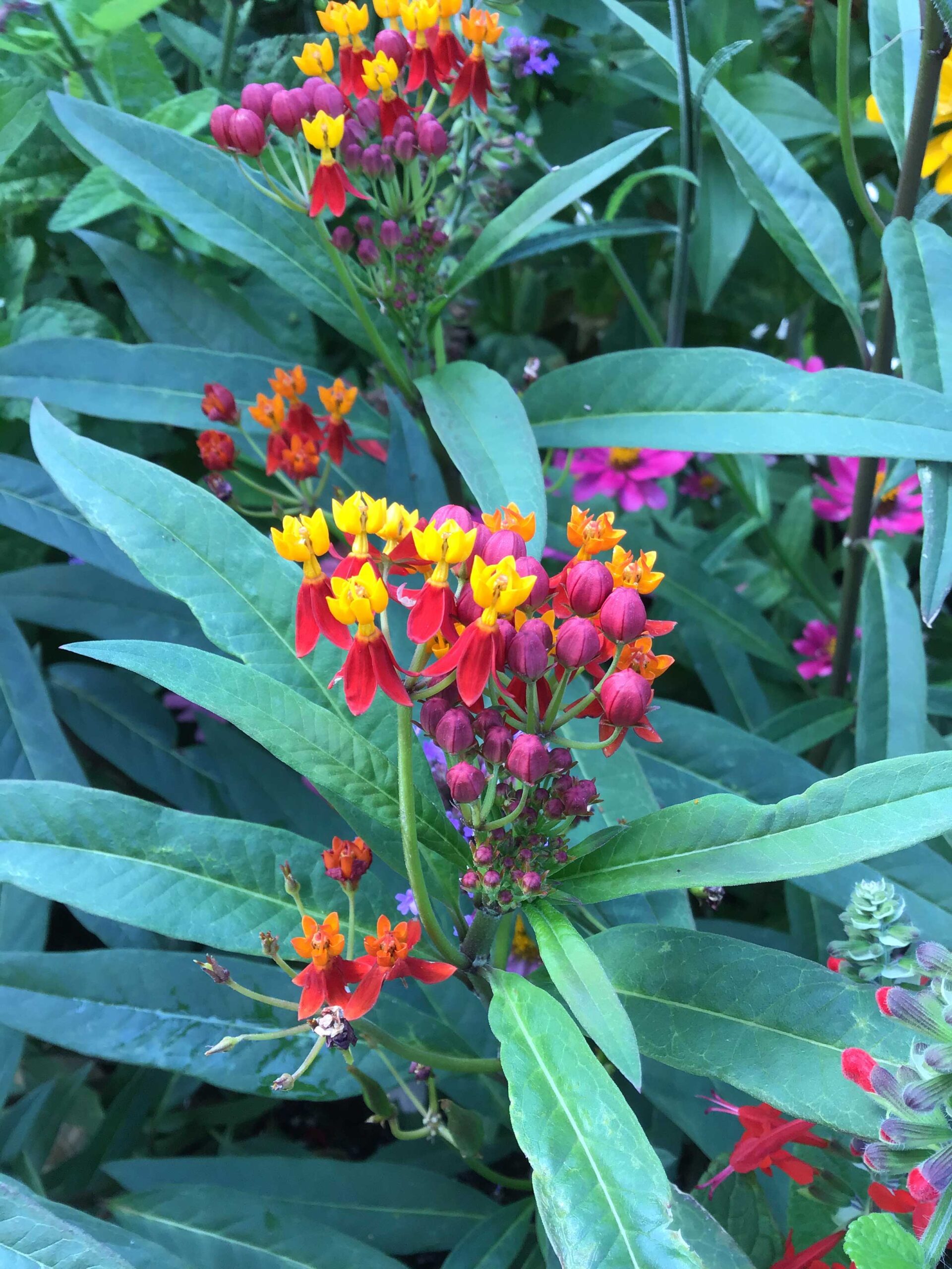 Tropical milkweed