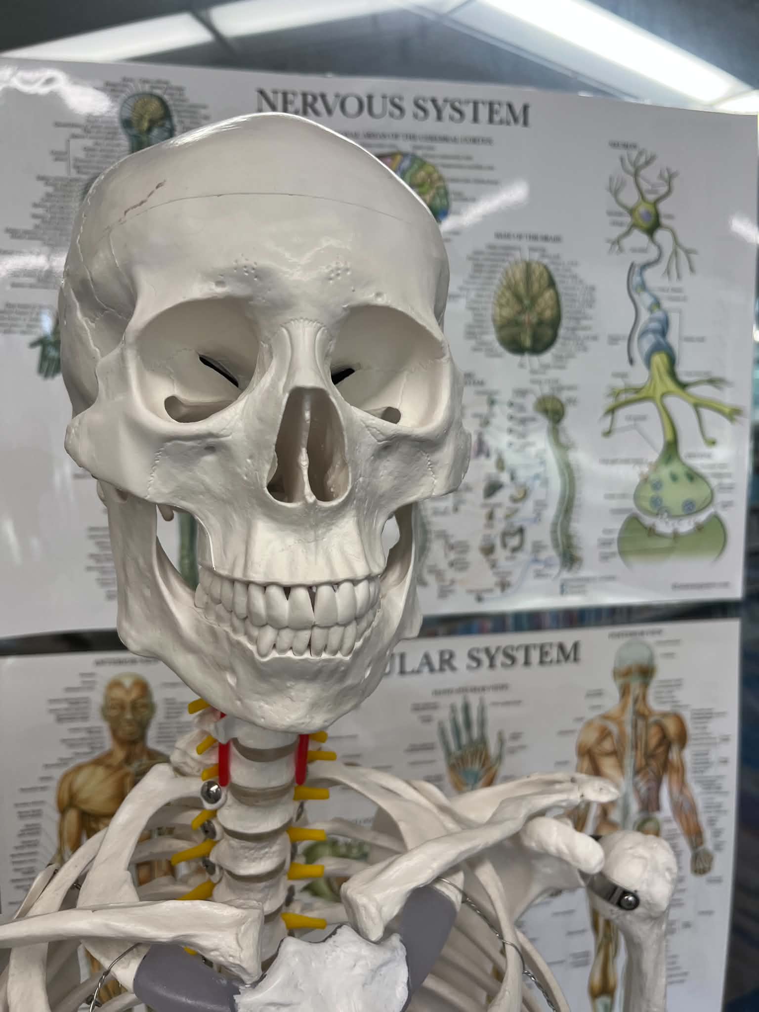 A human skeleton model with a detailed white skull and colored spine, set against educational posters of the nervous and muscular systems.<br />
